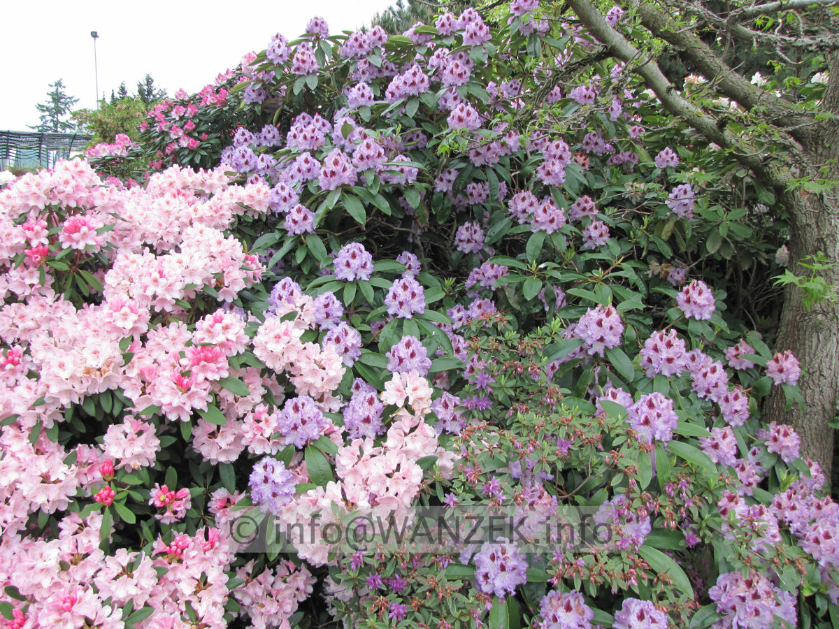 Rhododendron Blue Peter - Solitaer 02.JPG